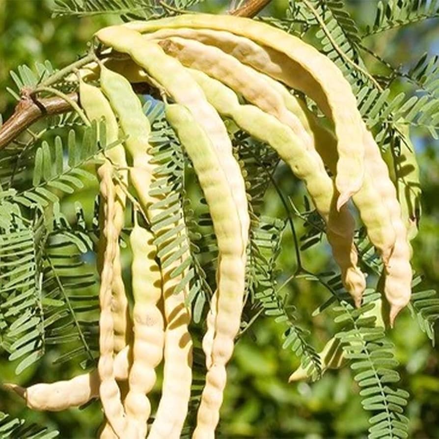 GUAPI種子 Amazon.com: QAUZUY GARDEN 20 顆種子無刺阿根廷梅斯基特樹種子